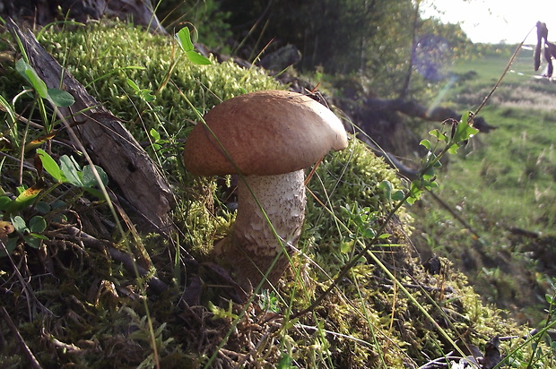 kozák osikový hnedý Leccinum rufum var. decipiens (Singer) Klofac