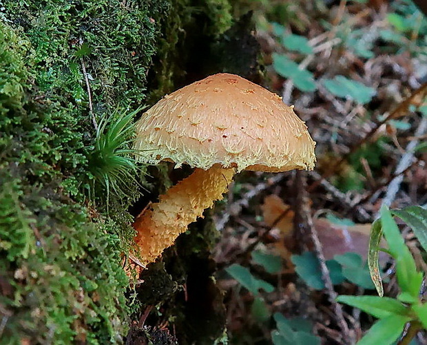 šupinovka ohnivá Pholiota flammans (Batsch) P. Kumm.