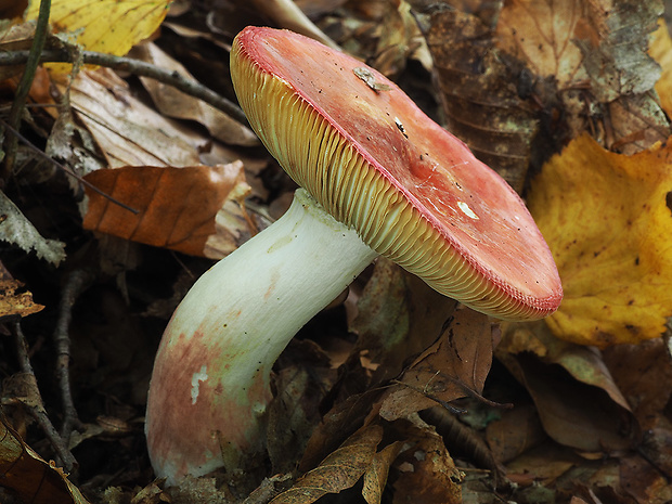 plávka blenová Russula amarissima Romagn. & E.-J. Gilbert