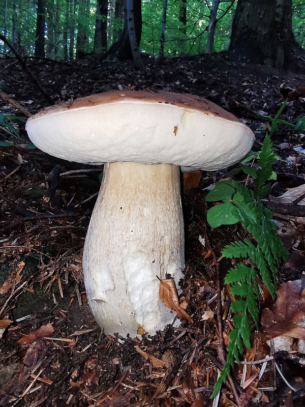 hríb smrekový Boletus edulis Bull.