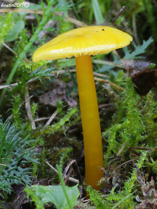 lúčnica citrónovožltá Hygrocybe chlorophana (Fr.) Wünsche