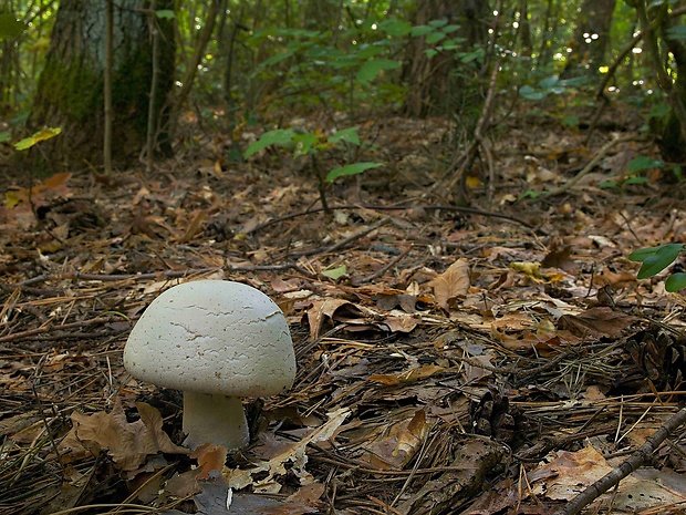 pečiarka Agaricus sp.