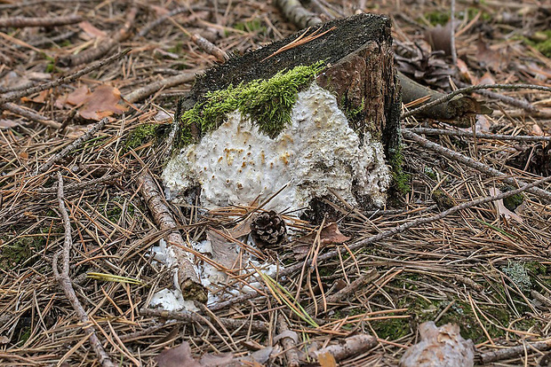 trúdnikovček rozliaty Antrodia gossypium (Speg.) Ryvarden