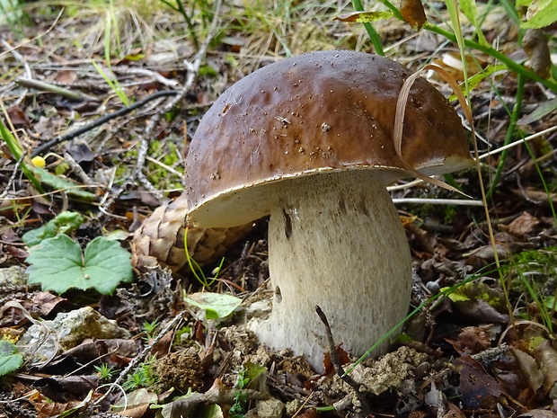 hríb smrekový Boletus edulis Bull.