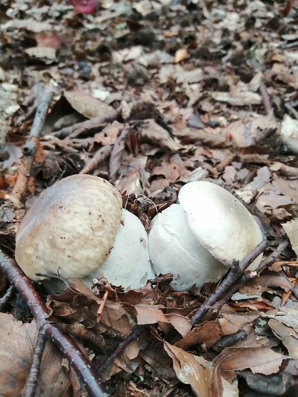 hríb dubový Boletus reticulatus Schaeff.