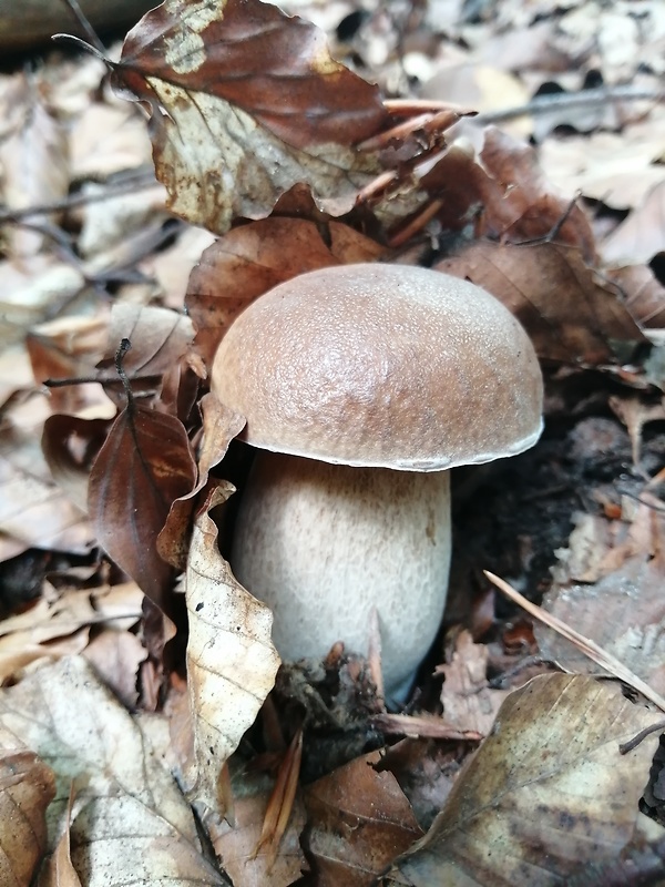 hríb dubový Boletus reticulatus Schaeff.