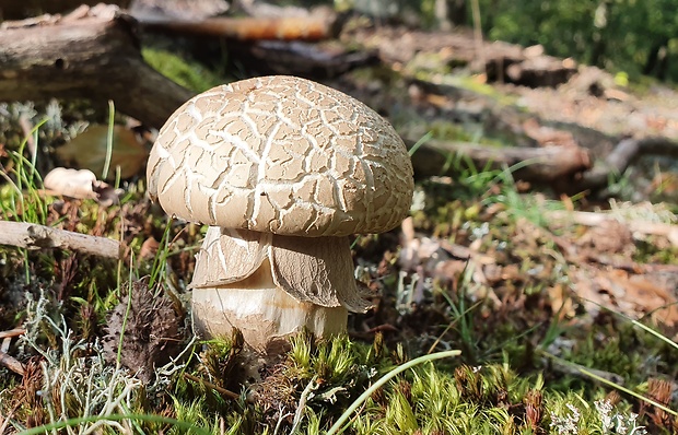 hríb dubový Boletus reticulatus Schaeff.