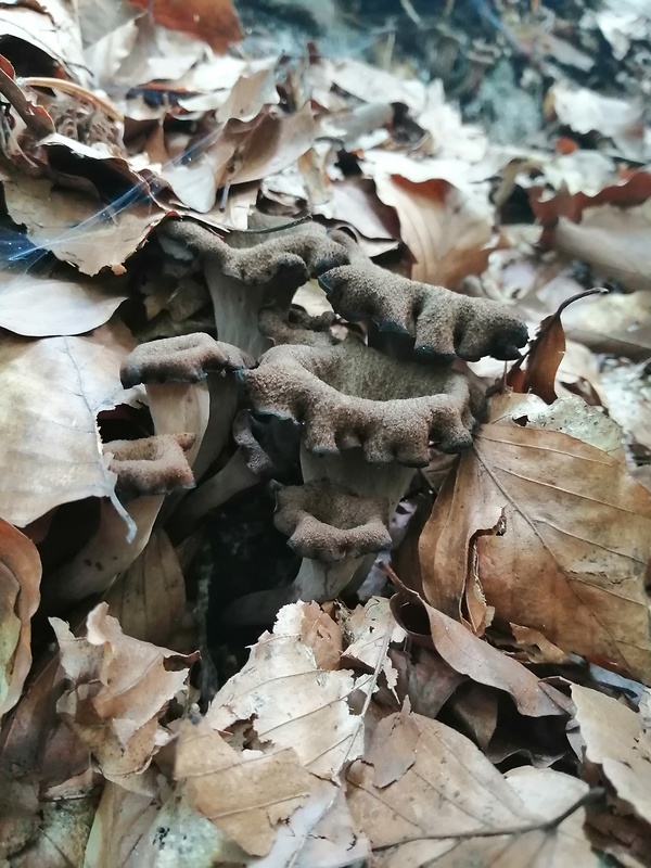 lievik trúbkovitý Craterellus cornucopioides (L.) Pers.