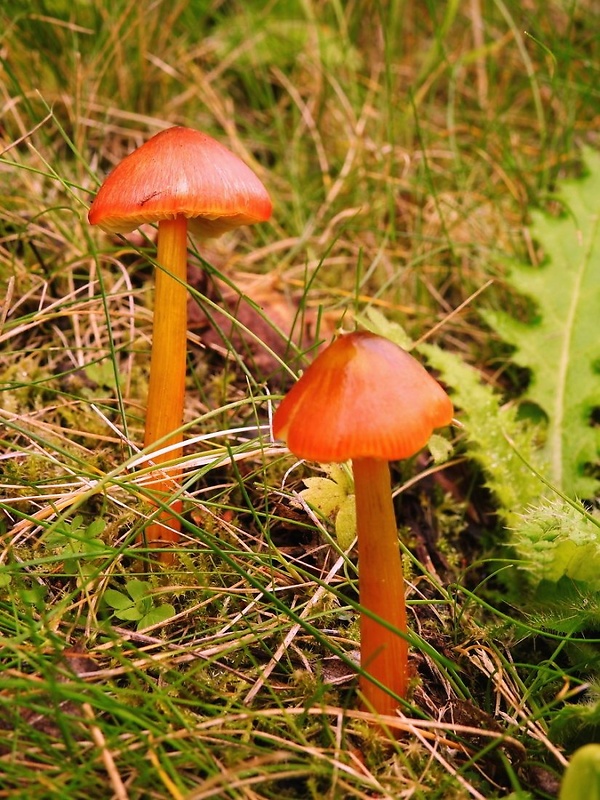 lúčnica kužeľovitá Hygrocybe conica (Schaeff.) P. Kumm.