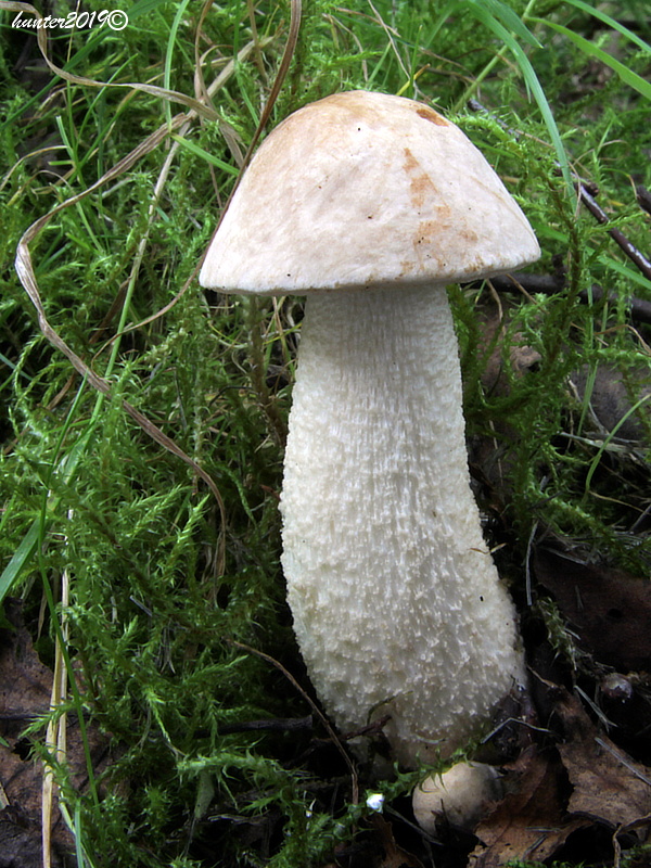 kozák biely Leccinum holopus (Rostk.) Watling