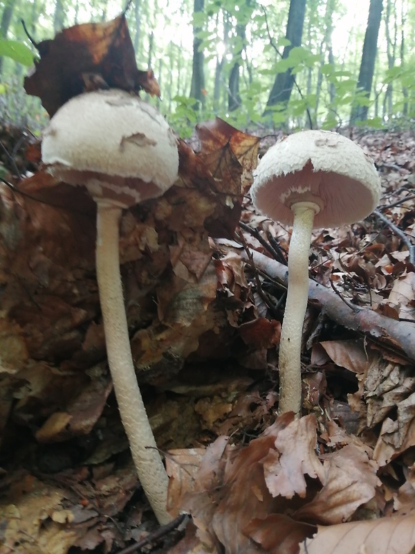 bedľa vysoká Macrolepiota procera (Scop.) Singer