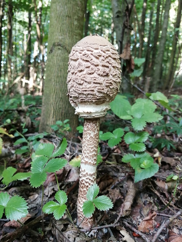 bedľa vysoká Macrolepiota procera (Scop.) Singer