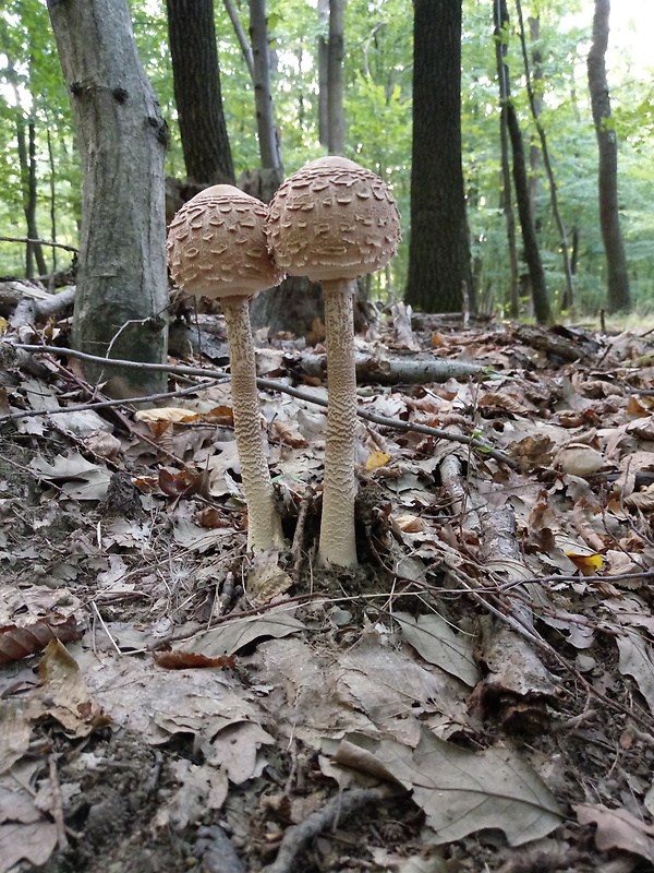 bedľa vysoká Macrolepiota procera (Scop.) Singer