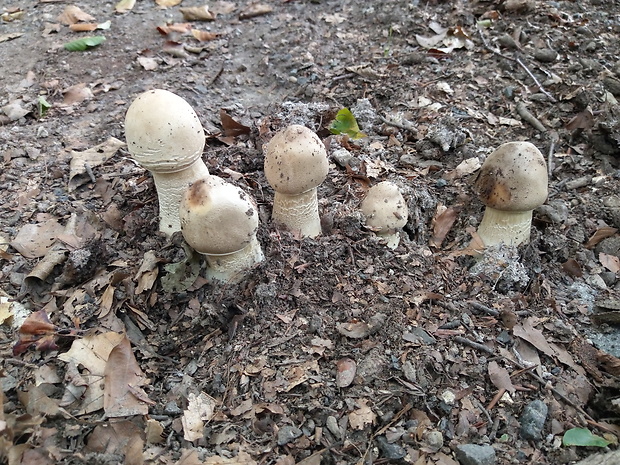 bedľa vysoká Macrolepiota procera (Scop.) Singer