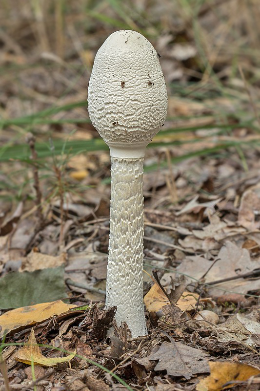 bedľa Macrolepiota sp.