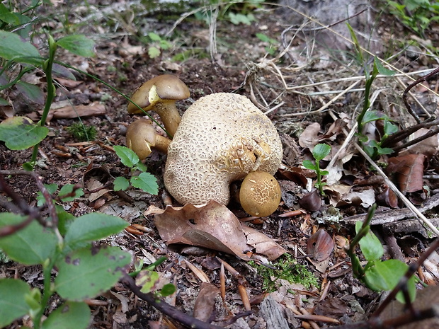 suchohríb cudzopasný Pseudoboletus parasiticus (Bull.) Šutara