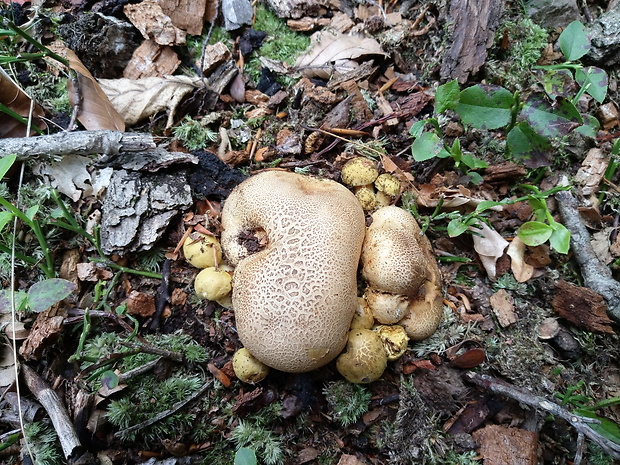 suchohríb cudzopasný Pseudoboletus parasiticus (Bull.) Šutara