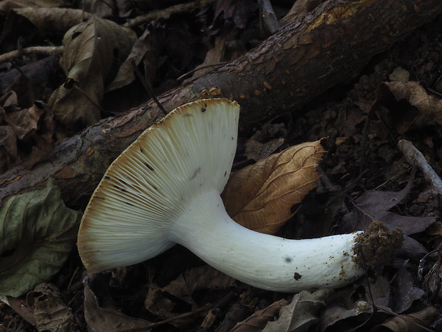 plávka Russula cf. furcata  Pers.