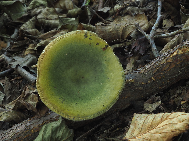 plávka Russula cf. furcata  Pers.