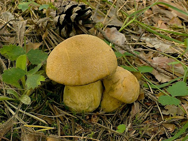 masliak strakatý Suillus variegatus (Sw.) Kuntze