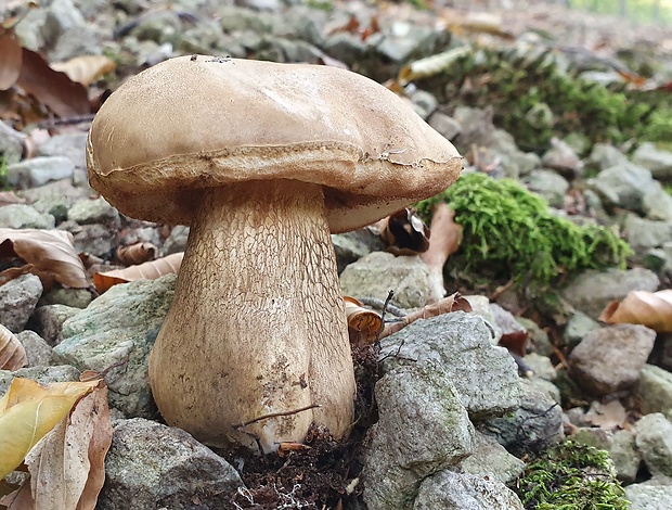 podhríb žlčový Tylopilus felleus (Bull.) P. Karst.