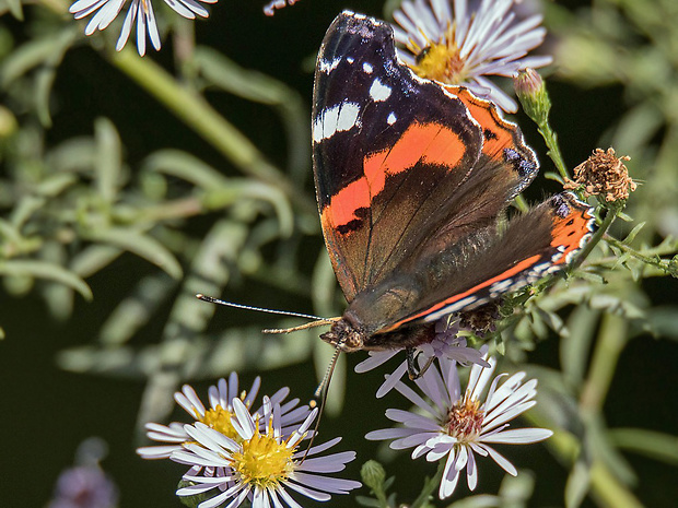 bábôčka admirálska  Vanessa atalanta