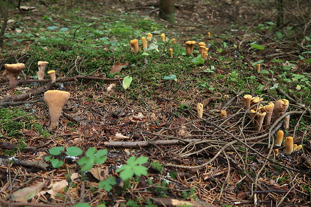 kyjak useknutý - biotop Clavariadelphus truncatus Donk