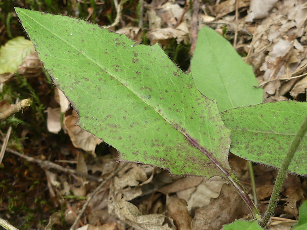 jastrabník lachenalov Hieracium lachenalii