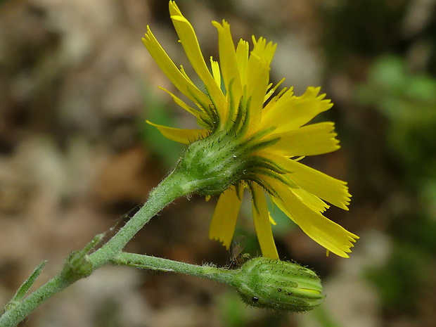 jastrabník lachenalov Hieracium lachenalii