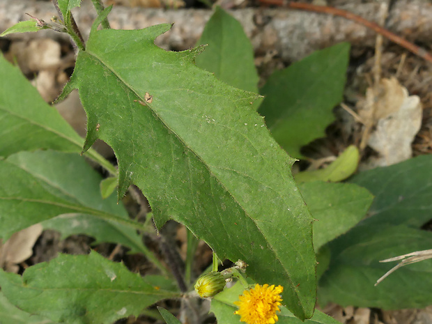 jastrabnik obyčajný Hieracium levicaule Jord.