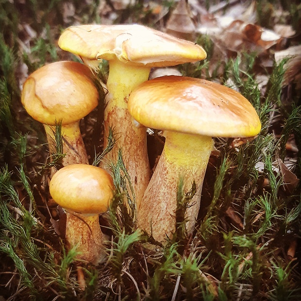 masliak smrekovcový Suillus grevillei (Klotzsch) Singer