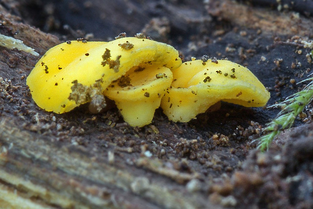 okrasník Bisporella sp.