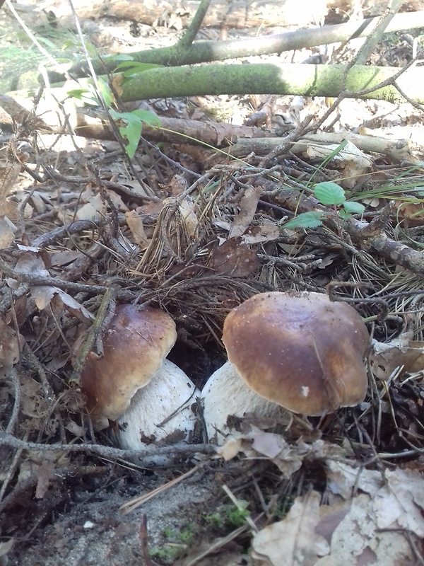 hríb smrekový Boletus edulis Bull.