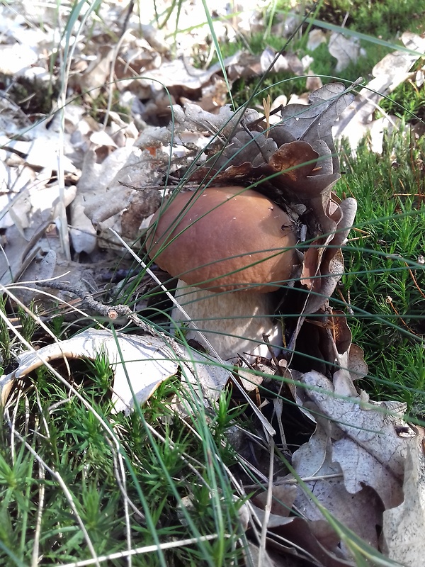 hríb smrekový Boletus edulis Bull.