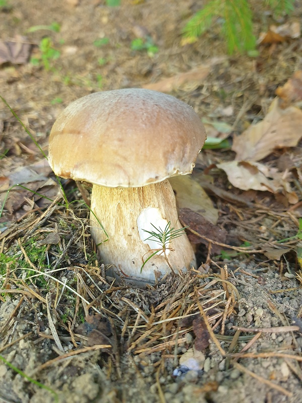 hríb smrekový Boletus edulis Bull.