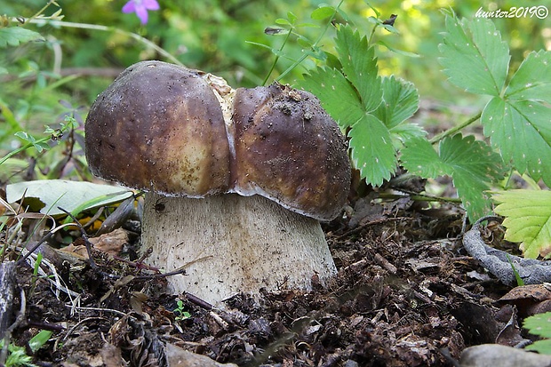 hríb smrekový Boletus edulis Bull.