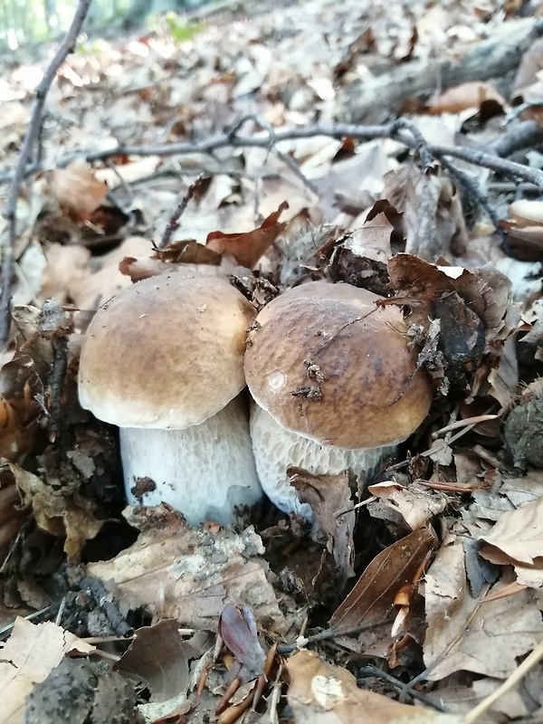 hríb dubový Boletus reticulatus Schaeff.