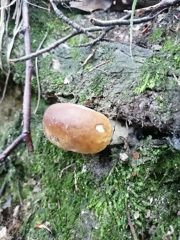 hríb dubový Boletus reticulatus Schaeff.