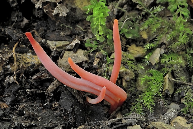 kyjačik Clavaria rosea Fr.