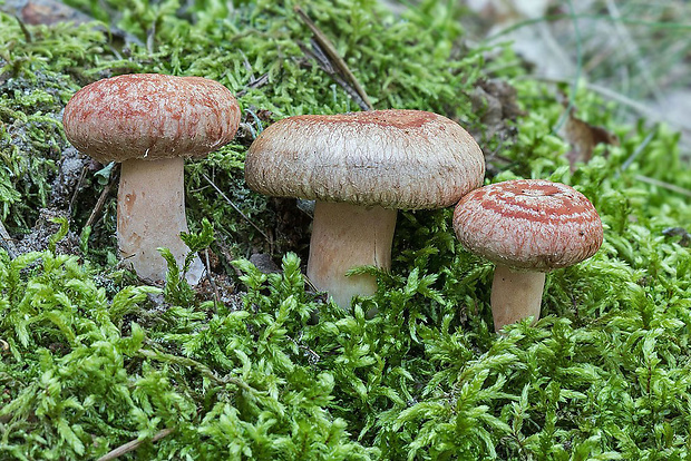 rýdzik kravský Lactarius torminosus (Schaeff.) Gray