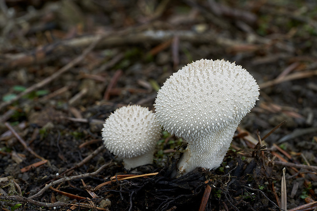 prášnica bradavičnatá Lycoperdon perlatum Pers.