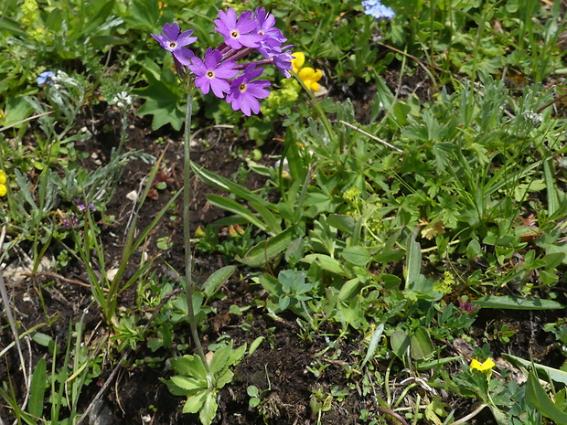 prvosienka dlhokvetá Primula halleri J. F. Gmel.