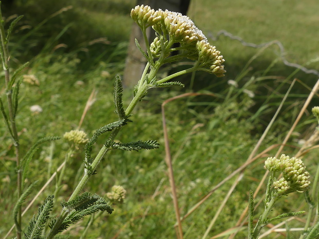 rebríček kopcový Achillea collina Becker ex Rchb.