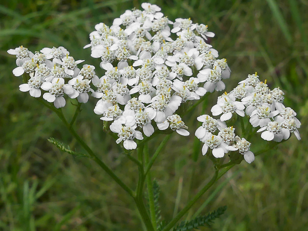 rebríček lúčny Achillea pratensis Saukel et Länger