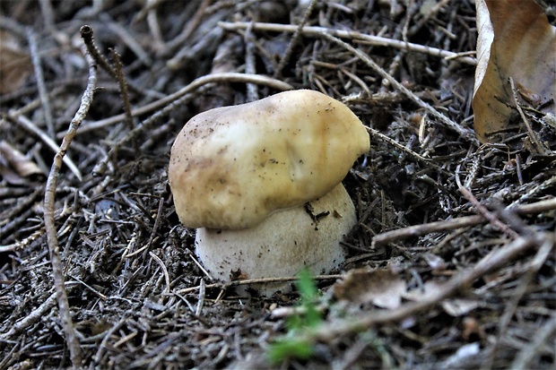 hríb smrekový Boletus edulis Bull.