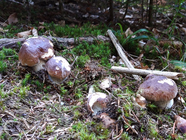 hríb smrekový Boletus edulis Bull.