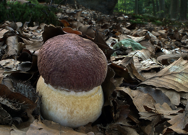 hríb sosnový Boletus pinophilus Pil. et Dermek in Pil.