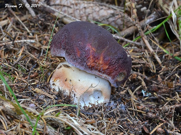 hríb sosnový Boletus pinophilus Pil. et Dermek in Pil.