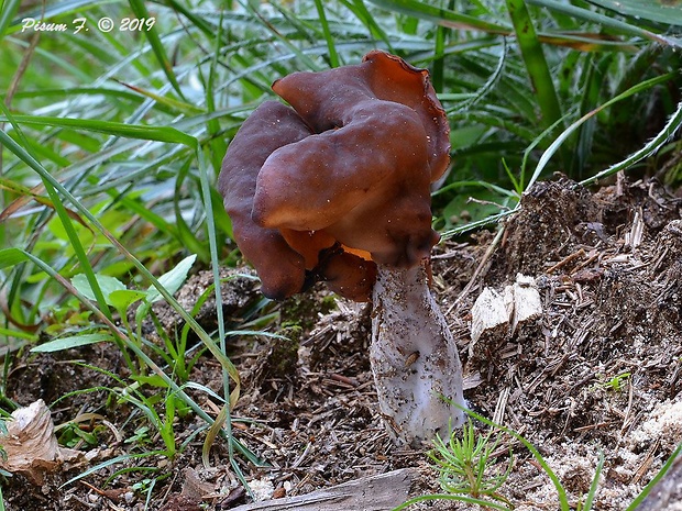 ušiak mitrovitý Gyromitra infula (Schaeff.) Quél.