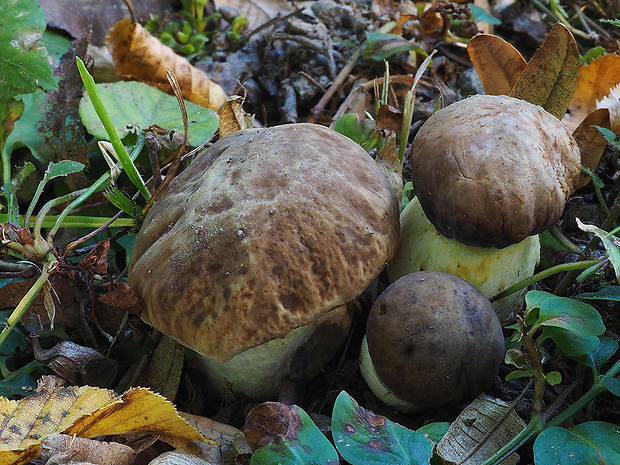 hríb jamkatý Hemileccinum depilatum (Redeuilh) Šutara